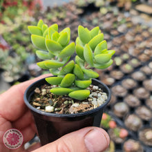 Load image into Gallery viewer, Crassula var (Unknown) - John &amp; Norma&#39;s Succulents
