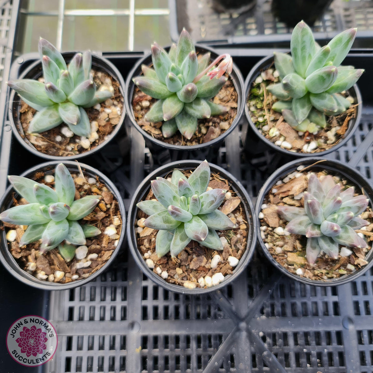 Pachyphytum compactum