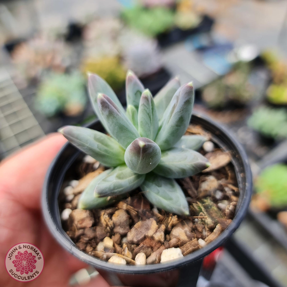 Pachyphytum compactum
