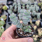 Crassula perforata