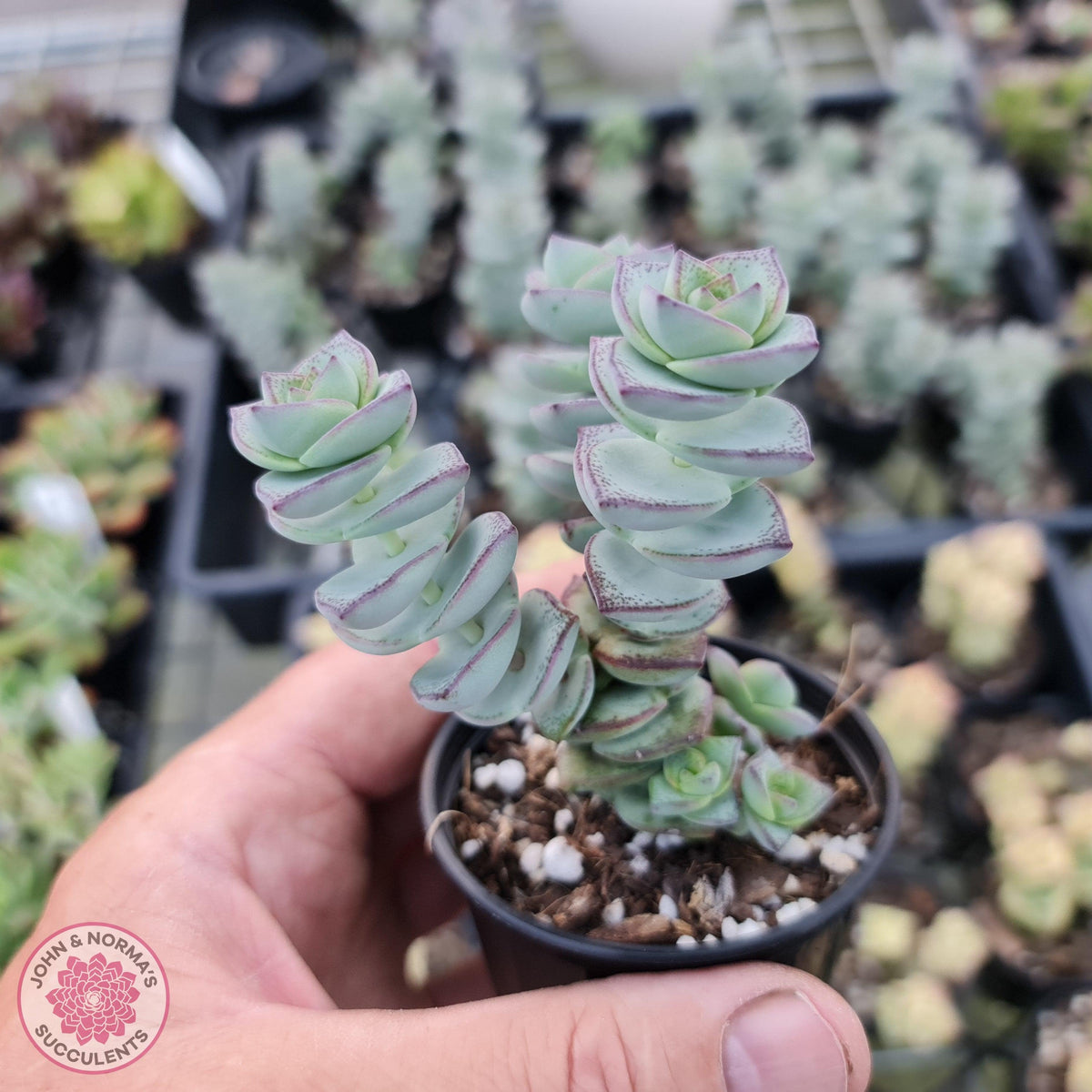 Crassula perforata