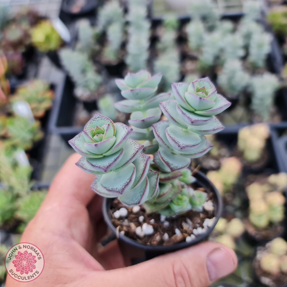 Crassula perforata