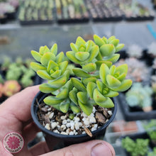 Load image into Gallery viewer, Crassula var (Unknown) - John &amp; Norma&#39;s Succulents
