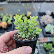 Load image into Gallery viewer, Crassula var (Unknown) - John &amp; Norma&#39;s Succulents
