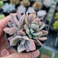 Load image into Gallery viewer, Graptoveria Debbie - Multi Heads - John &amp; Norma&#39;s Succulents
