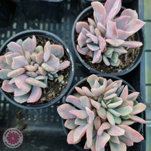 Load image into Gallery viewer, Graptoveria Debbie - Multi Heads - John &amp; Norma&#39;s Succulents
