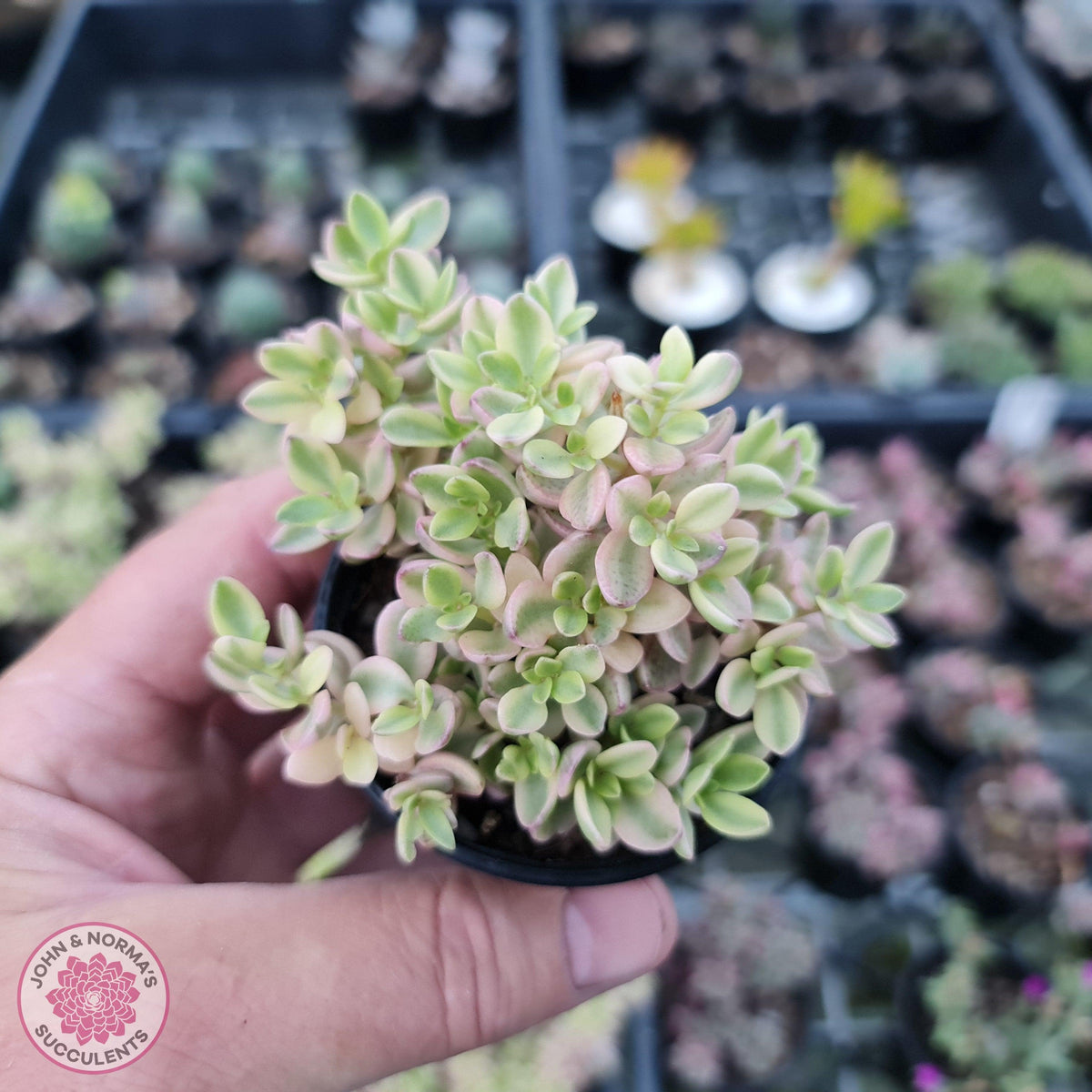 Crassula volkensii variegata