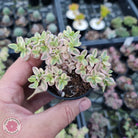 Crassula volkensii variegata