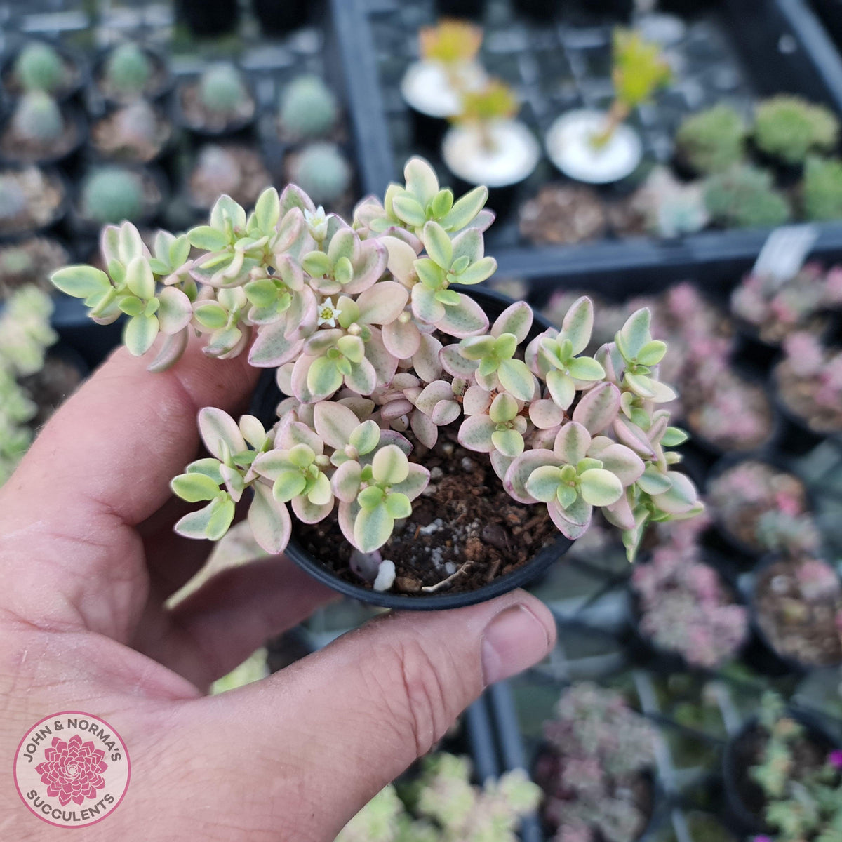 Crassula volkensii variegata