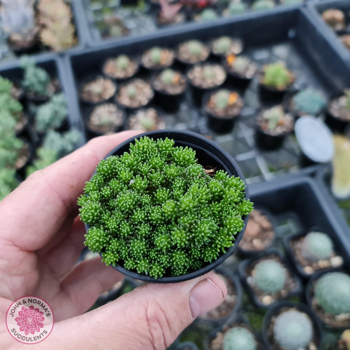 Sedum lydium