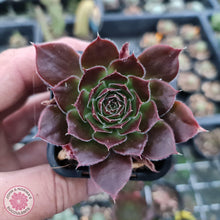 Load image into Gallery viewer, Sempervivum inferno - John &amp; Norma&#39;s Succulents
