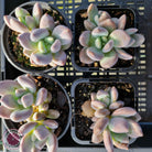 Pachyveria Blue Mist - Multi Heads