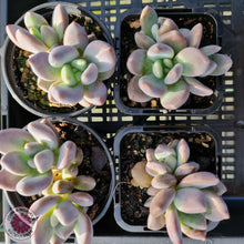 Load image into Gallery viewer, Pachyveria Blue Mist - Multi Heads - John &amp; Norma&#39;s Succulents
