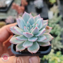 Load image into Gallery viewer, Echeveria Bluebird - John &amp; Norma&#39;s Succulents
