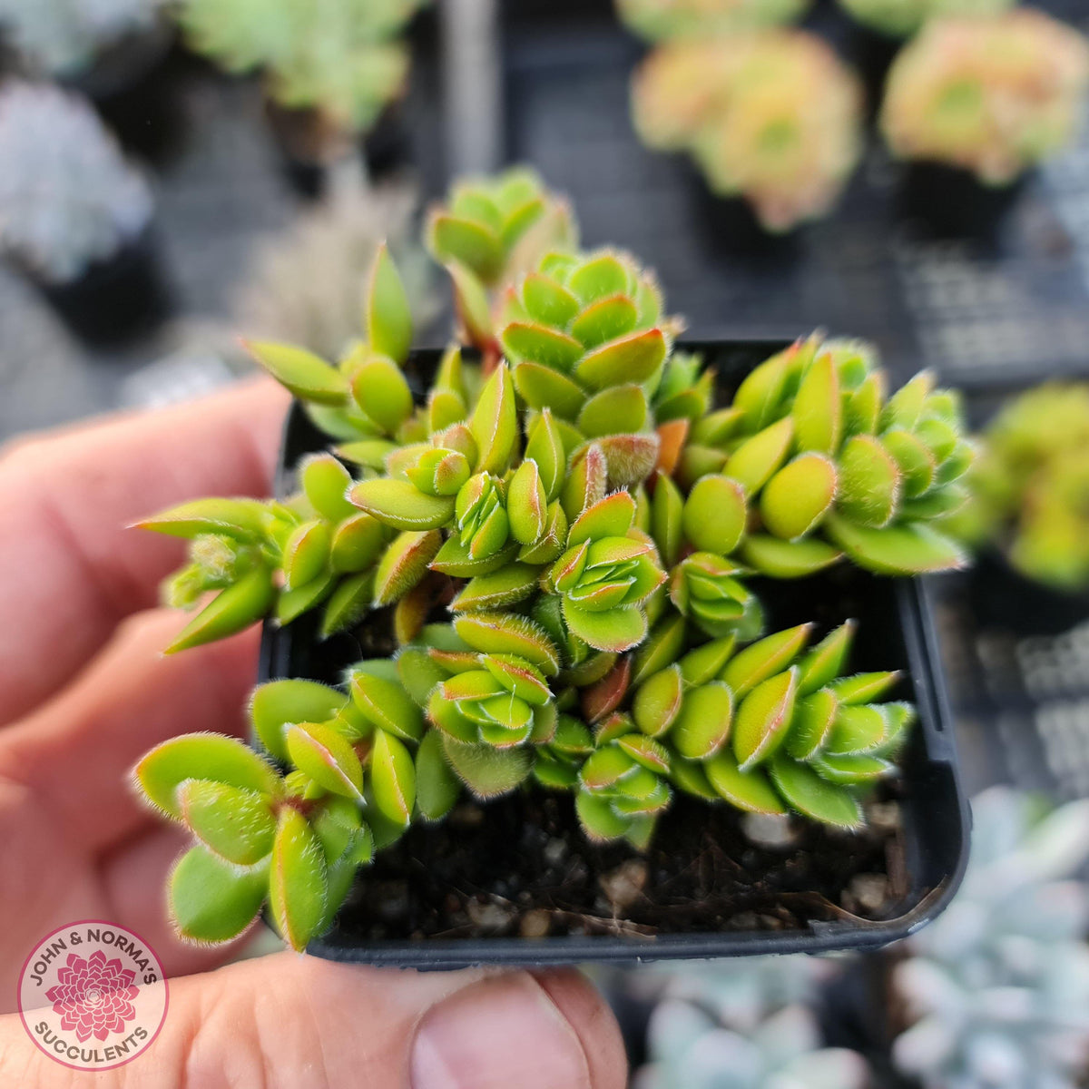 Crassula lanuginosa var. pachystemon 'David'