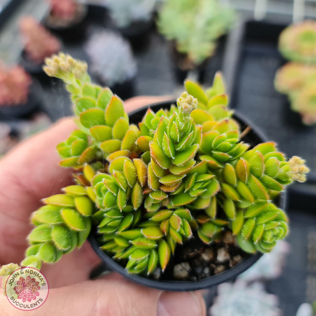 Crassula lanuginosa var. pachystemon 'David'