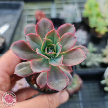 Load image into Gallery viewer, Echeveria bicolor var. bicolor - John &amp; Norma&#39;s Succulents
