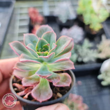 Load image into Gallery viewer, Echeveria bicolor var. bicolor - John &amp; Norma&#39;s Succulents
