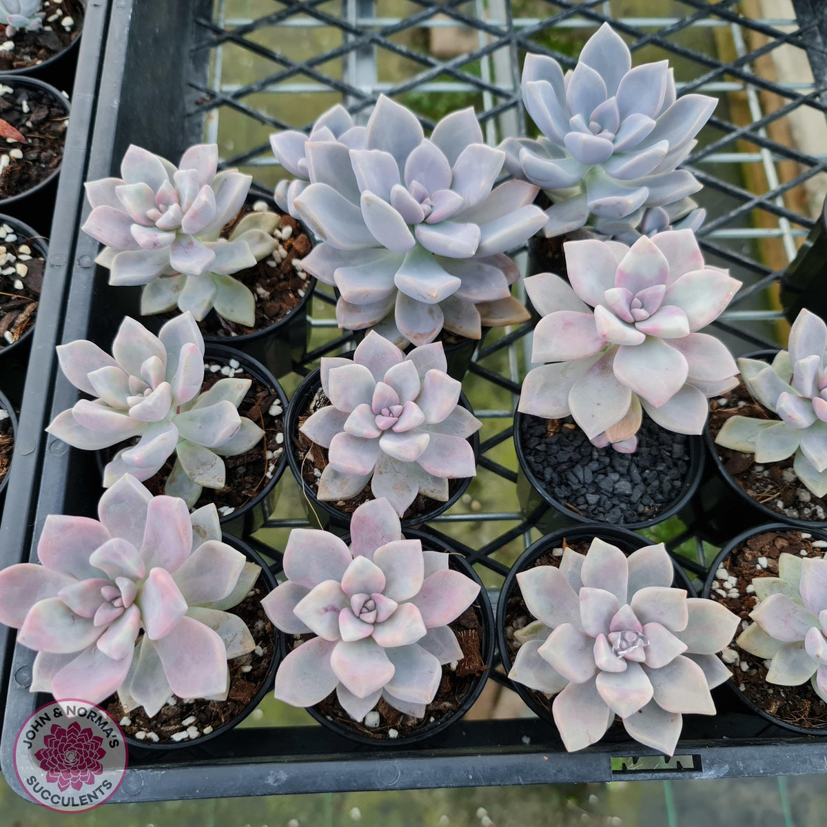 Graptoveria 'Tricolour'