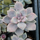 Graptoveria 'Tricolour'