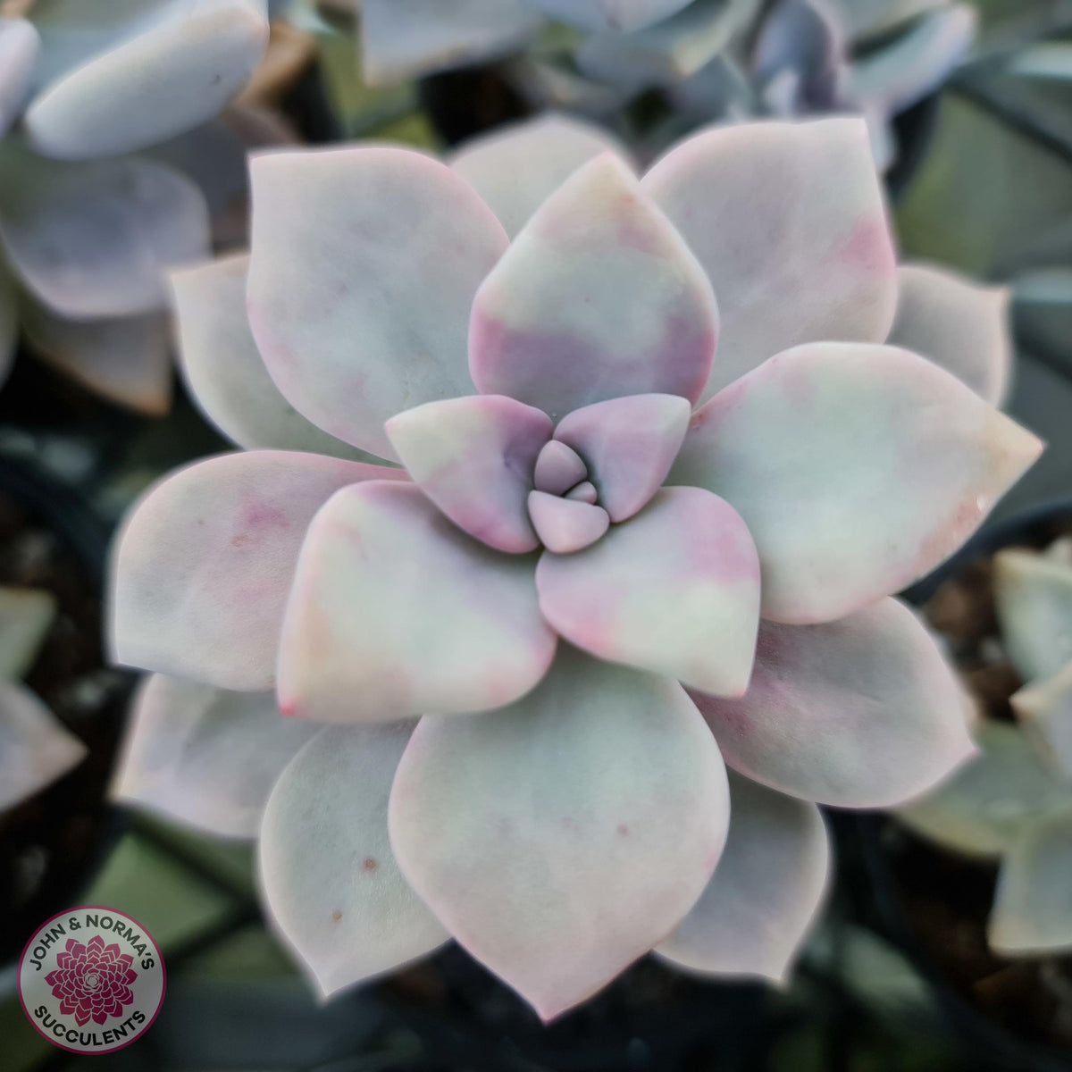 Graptoveria 'Tricolour'