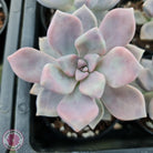 Graptoveria 'Tricolour'