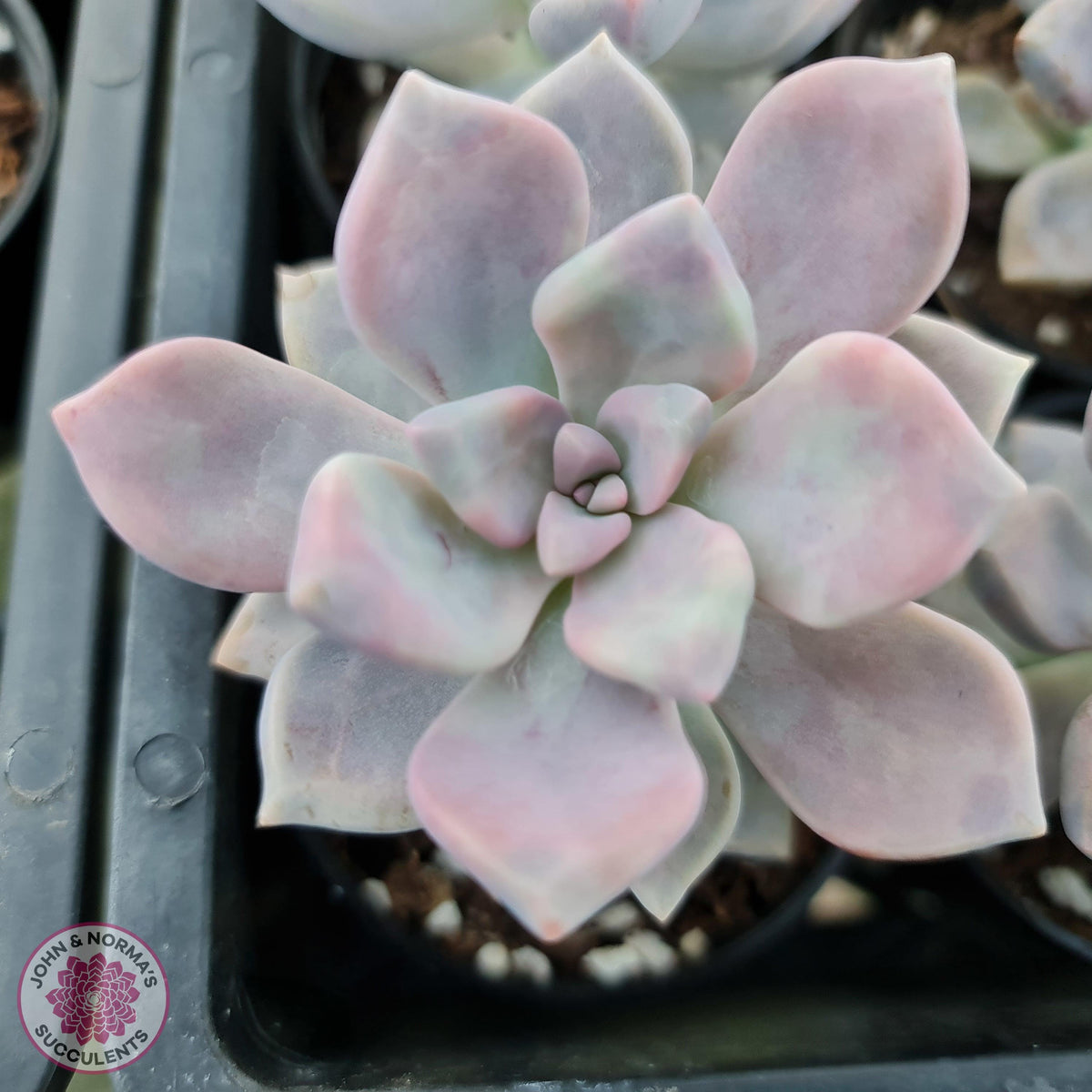 Graptoveria 'Tricolour'