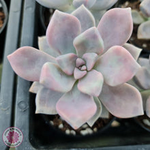 Load image into Gallery viewer, Graptoveria Tricolour - John &amp; Norma&#39;s Succulents
