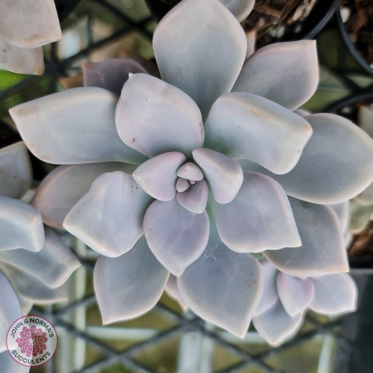Graptoveria 'Tricolour'