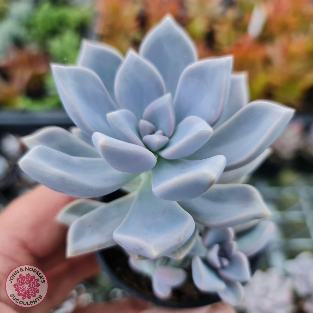 Graptoveria 'Tricolour'