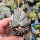 Adromischus triflorus (grey form)