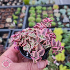 Crassula pellucida Isabella 'Variegata'