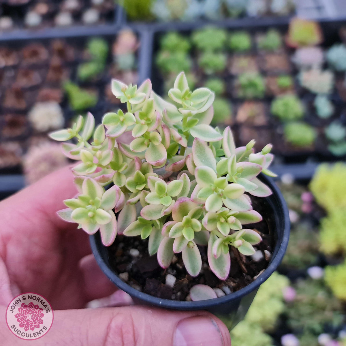Crassula volkensii variegata