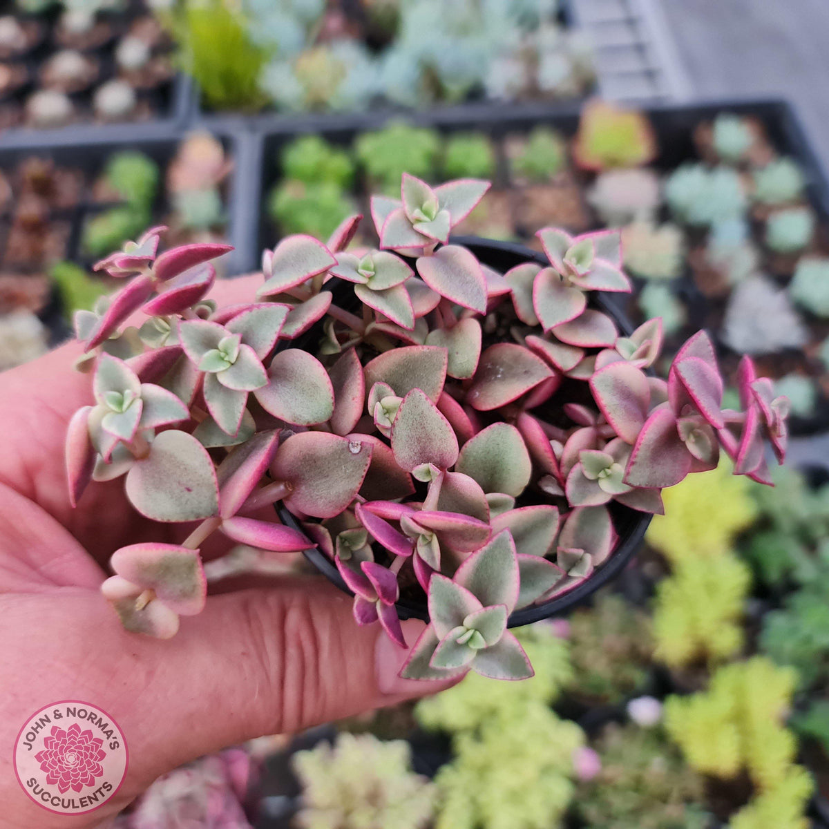 Crassula pellucida Isabella 'Variegata'