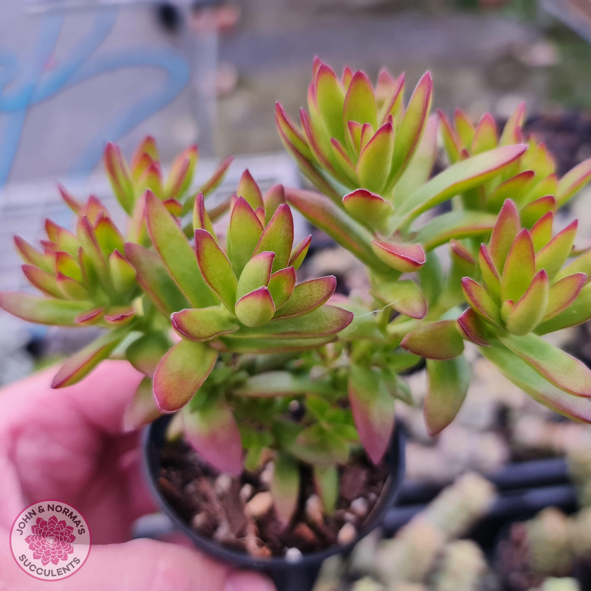 Crassula dejecta