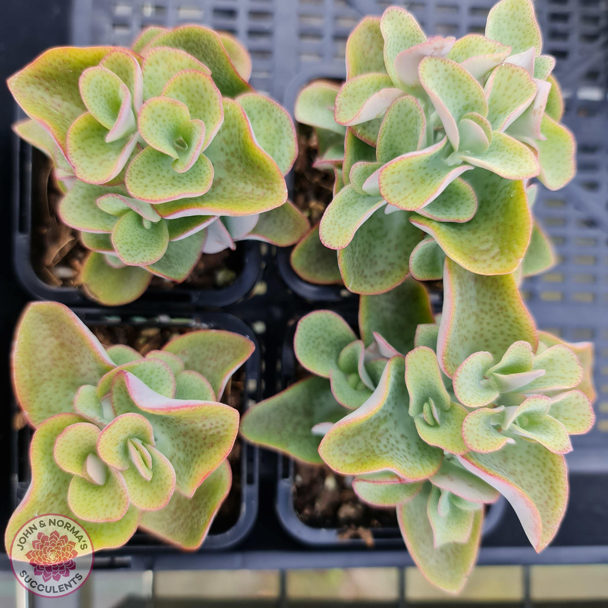 Crassula cordata