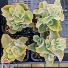 Load image into Gallery viewer, Crassula cordata - John &amp; Norma&#39;s Succulents
