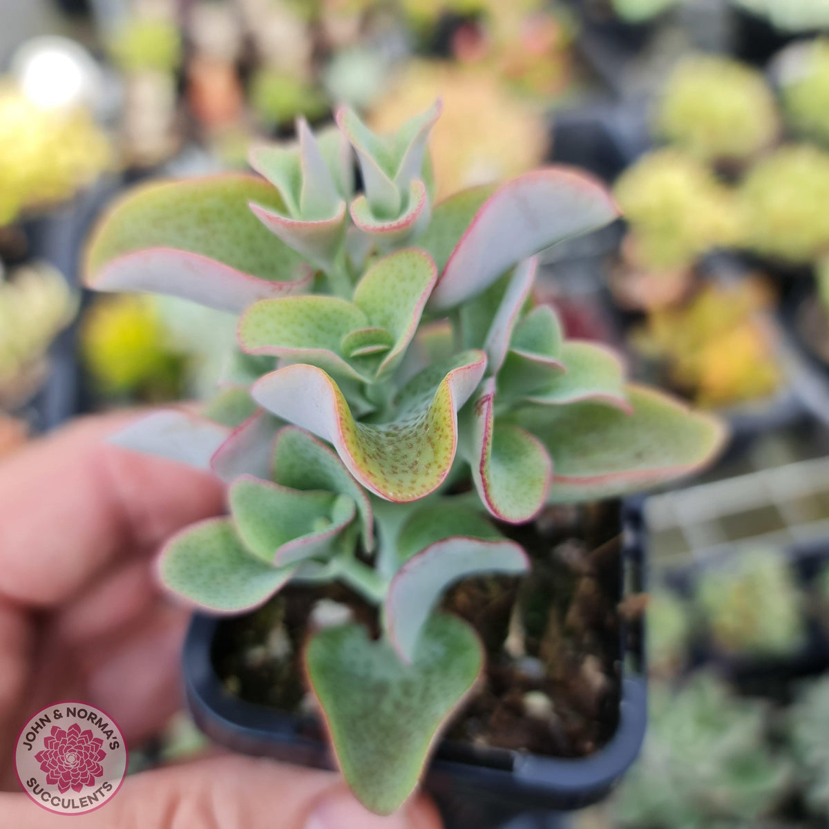 Crassula cordata