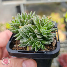 Load image into Gallery viewer, Crassula Frosty - John &amp; Norma&#39;s Succulents
