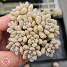 Graptopetalum mendozae
