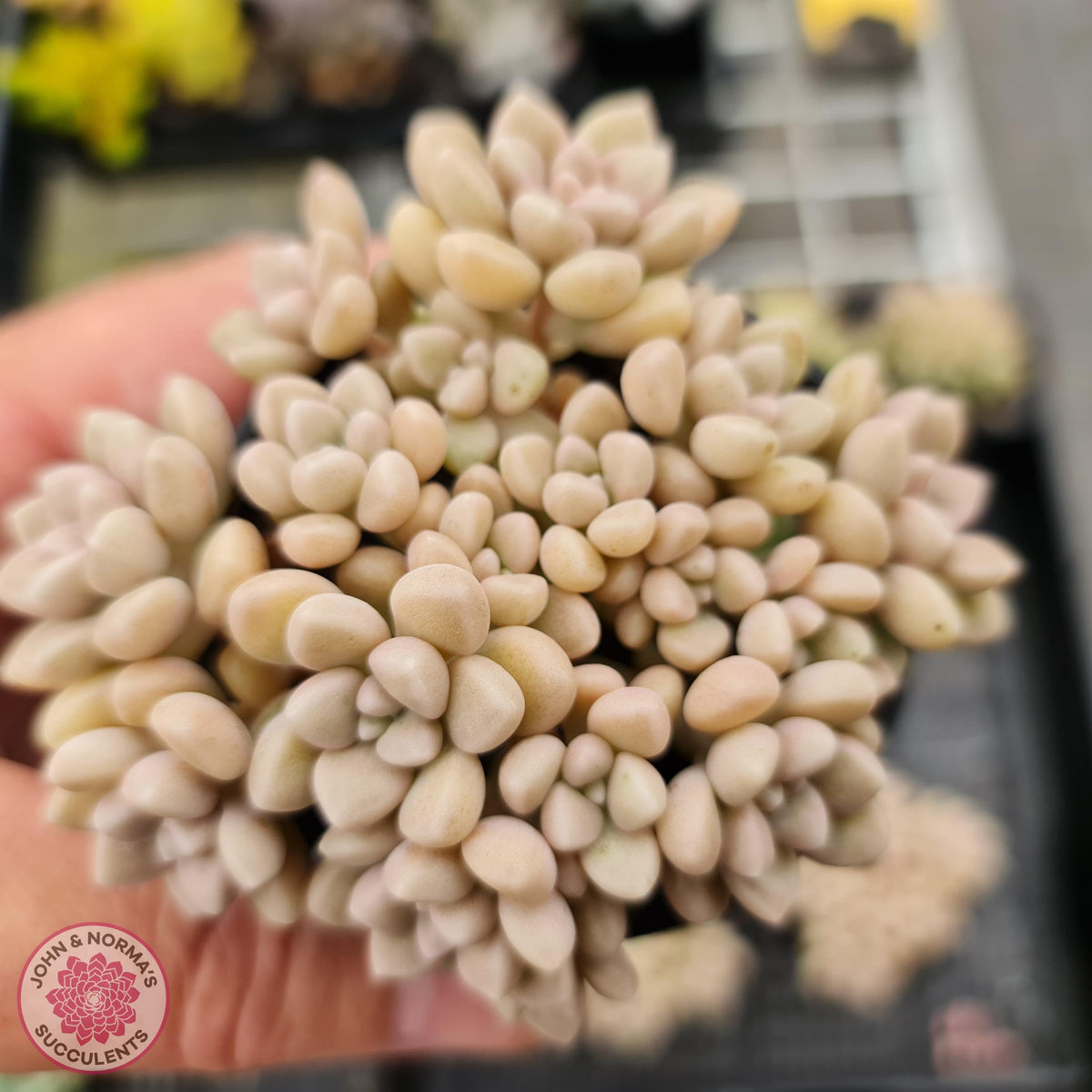 Graptopetalum mendozae