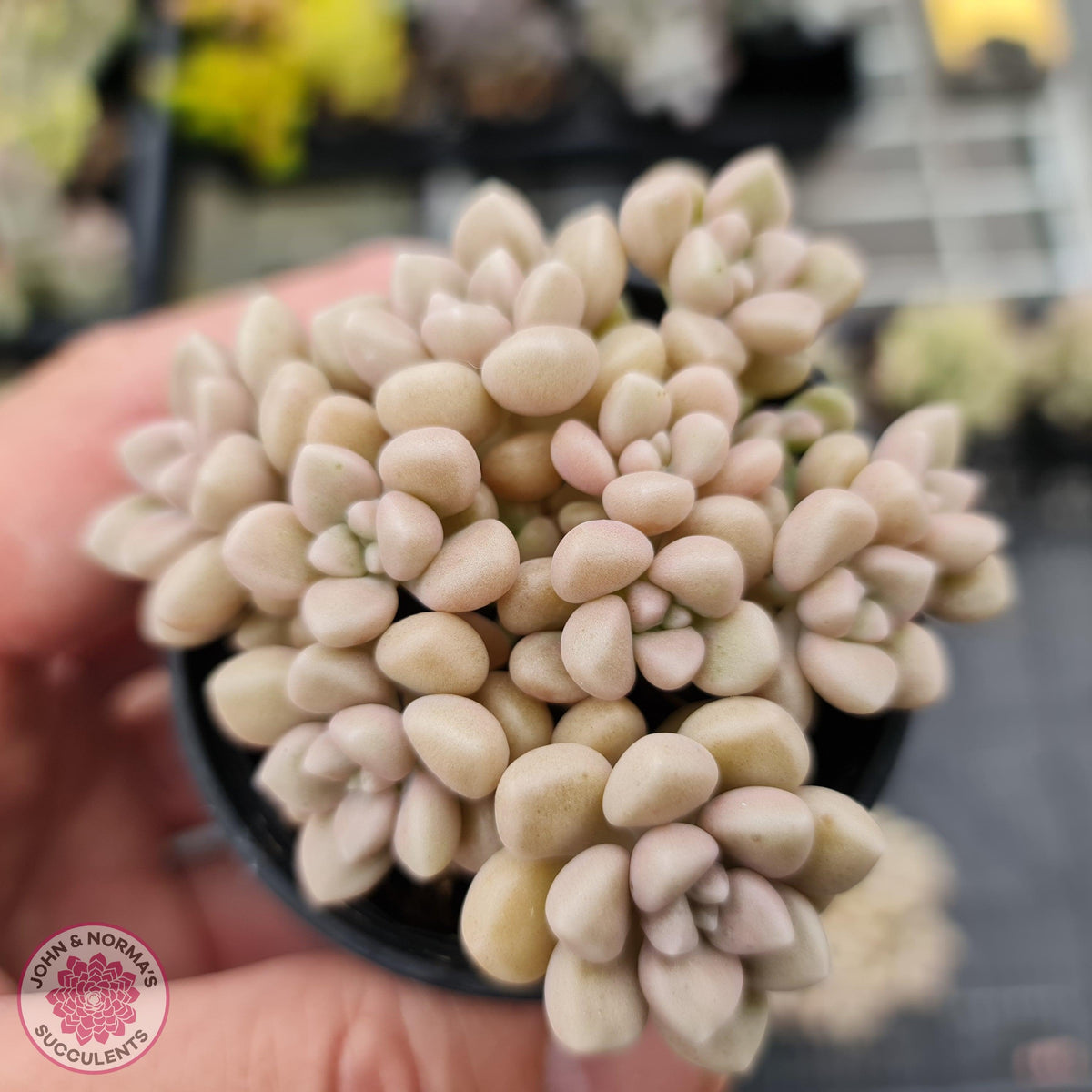Graptopetalum mendozae