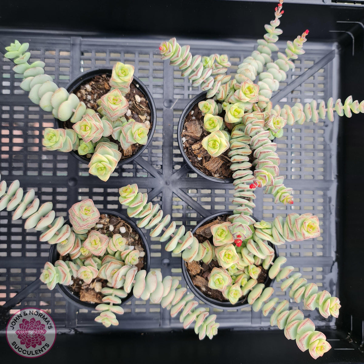 Crassula perforata - mini weeping form