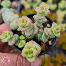 Load image into Gallery viewer, Crassula perforata - mini weeping form - John &amp; Norma&#39;s Succulents
