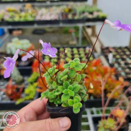 Streptocarpus caulescens (dwarf form) - John & Norma's Succulents