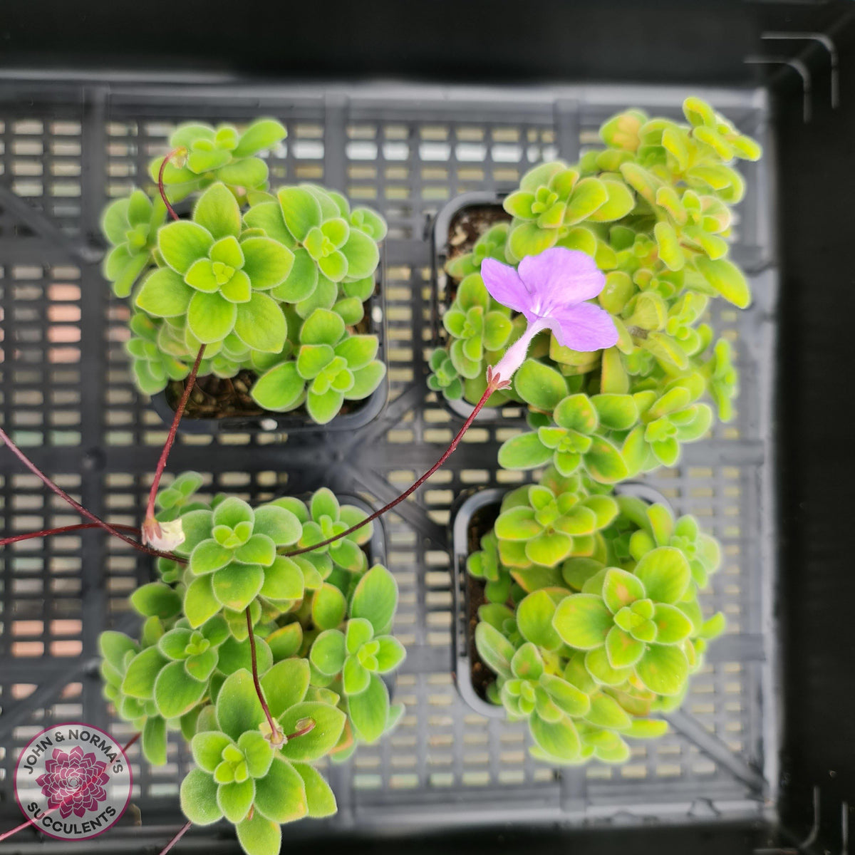 Streptocarpus caulescens (dwarf form)