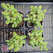 Load image into Gallery viewer, Crassula rogersi &#39;Green Bobbles&#39; - John &amp; Norma&#39;s Succulents
