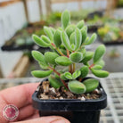 Crassula rogersii 'Green Bobbles'