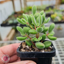 Load image into Gallery viewer, Crassula rogersi &#39;Green Bobbles&#39; - John &amp; Norma&#39;s Succulents
