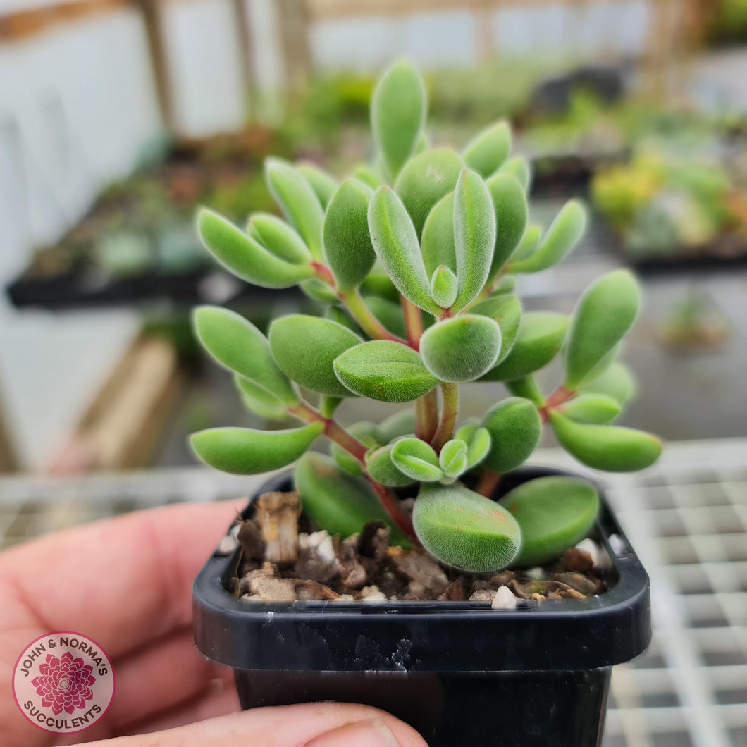 Crassula rogersi 'Green Bobbles' - John & Norma's Succulents